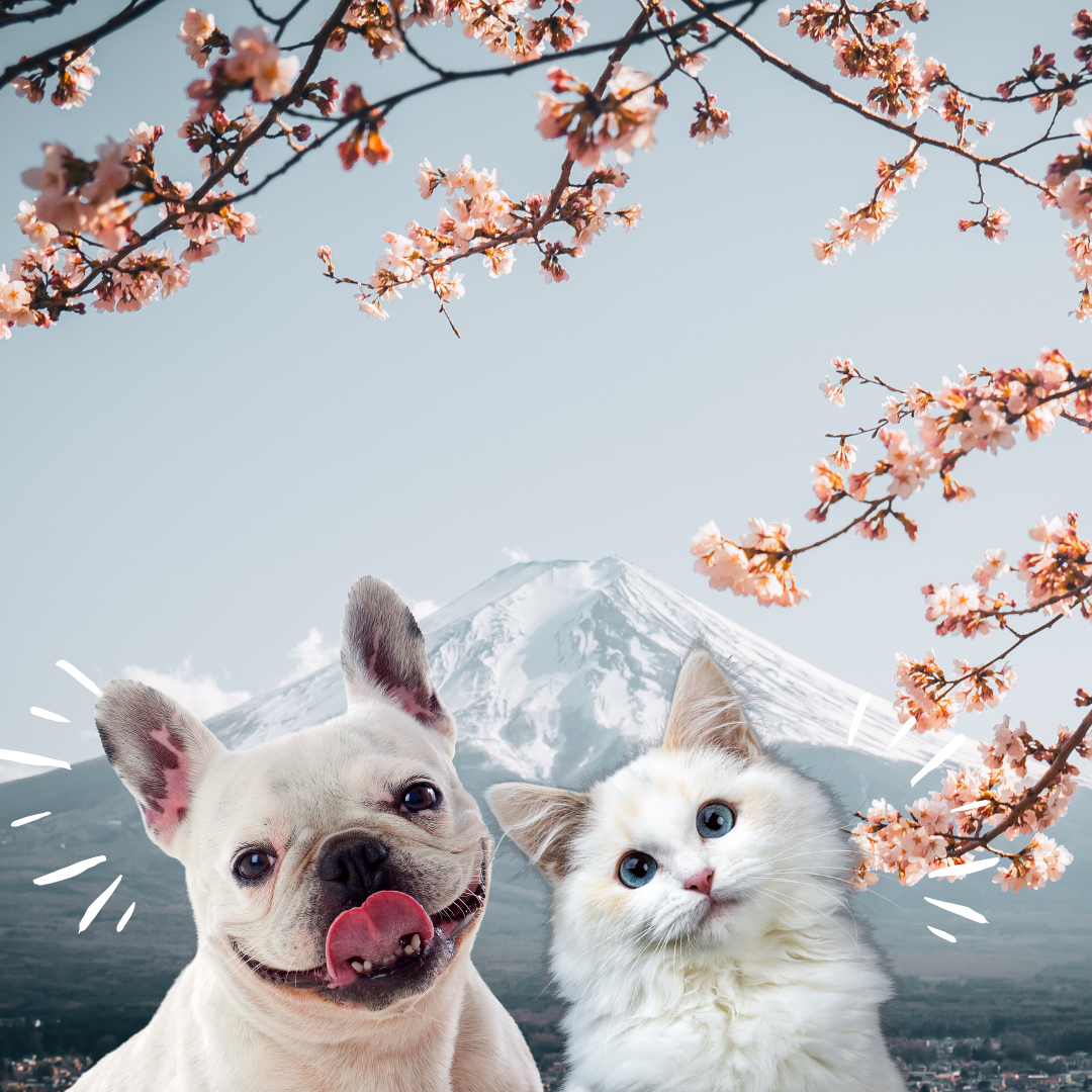 MainBanner AT Pet Services